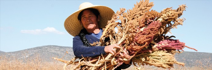 PRIME MATERIE: CEREALI E NON SOLO GLI PSEUDO-CEREALI: L'AMARANTO IL PRODUTTORE.