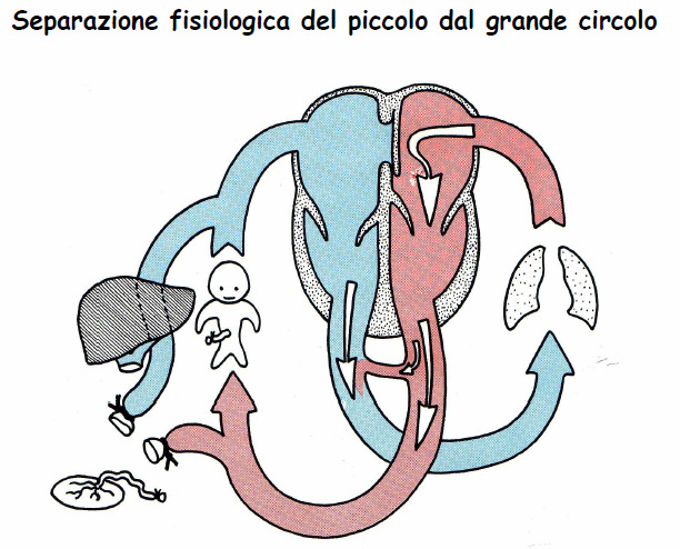 Anatomia del FOP Il forame ovale è normalmente pervio nella circolazione fetale e generalmente si chiude alla nascita per fusione tra le 2 componenti del setto interatriale: septum primum e septum