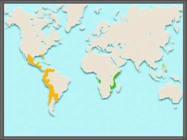 1 Modulo Il nuovo volto dell Europa tra Cinquecento e Seicento Attività 1. Orientarsi nello spazio Osserva la carta e rispondi alle domande.