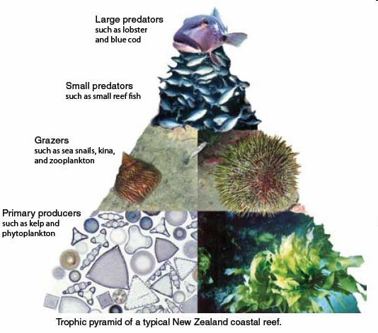 Carnivori Comunità di invertebrati Comunità di