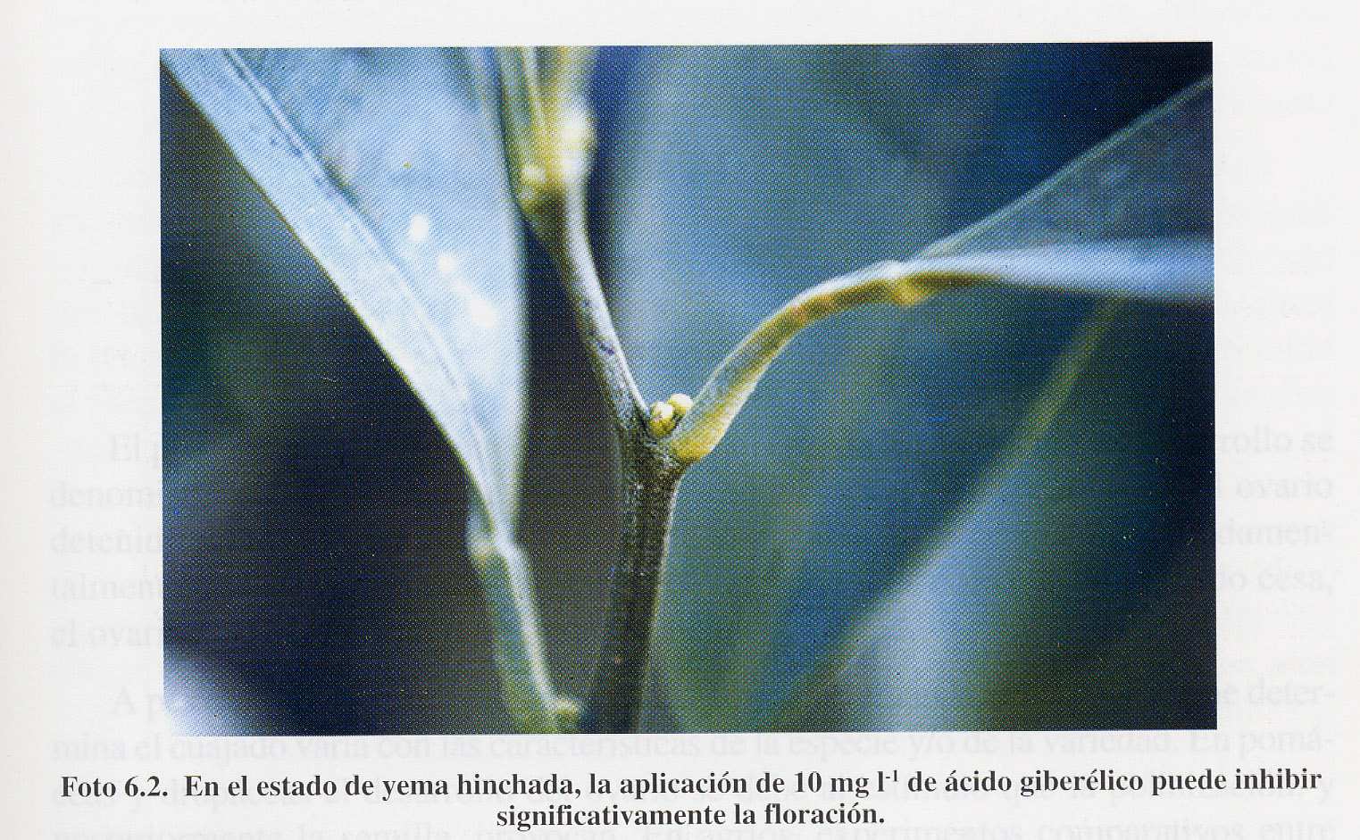 Cenni di fisiologia degli agrumi Trattamenti per il controllo della fioritura Trattamenti con gibberelline AG 10 mg/l + 2,4 D 15 mg/l Riposo