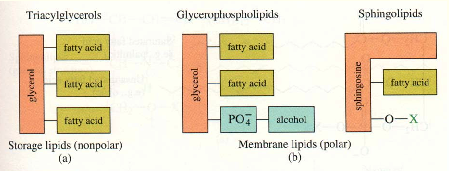 Lipidi biologici Le membrane biologiche sono costituite da glicerofosfolipidi e sfingolipdi.