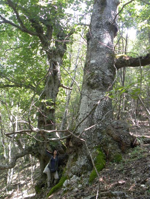Fig. 3 - Bosco vetusto Caritello Viperaio: Peculiari alberi maestosi di Acer opalus e Quercus petraea ultra