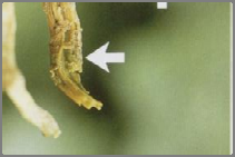 Verticillium dahliae I. Clorosi fogliare; II.