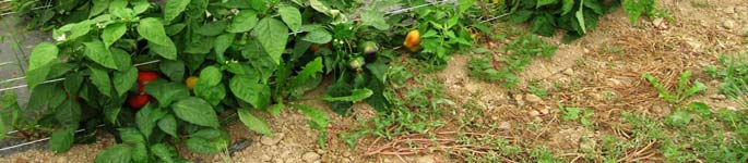 Phytophthora nicotianae su pomodoro cv Cuore di bue innestato su