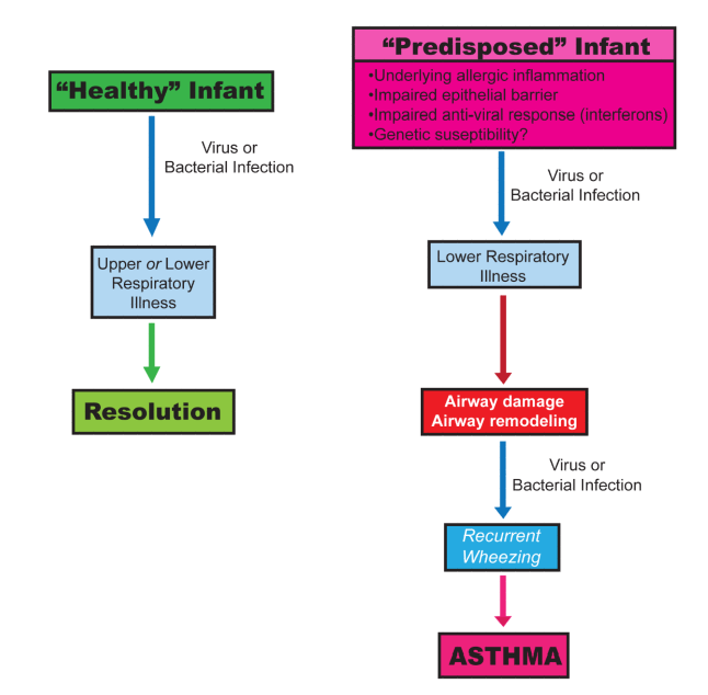 (Wheezing Rhinovirus Illnesses in Early Life PredictAsthma Development in High-Risk Children, Jackson Am J Respir Crit Care Med Vol 2008) I principali fattori che influiscono sulla patogenesi dell