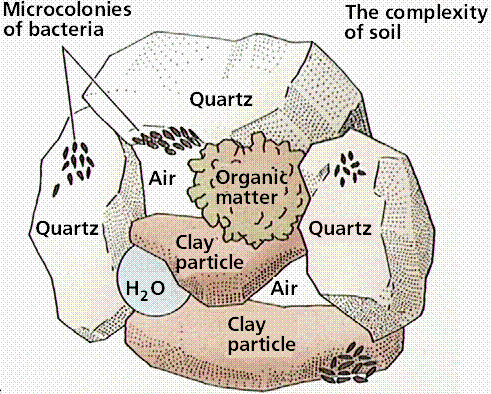 MICRORGANISMI DEL SUOLO Il suolo nasconde un numero straordinario di forme di vita, un intricata rete di interazioni che coinvolge un enorme quantità di biomassa vivente, oltre 3000 Kg/ha in un suolo