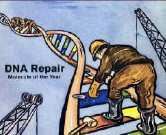 Modi o tipi di riparazione del DNA Riparazione esente da errore Riparazione tendente all errore Mancata Riparazione