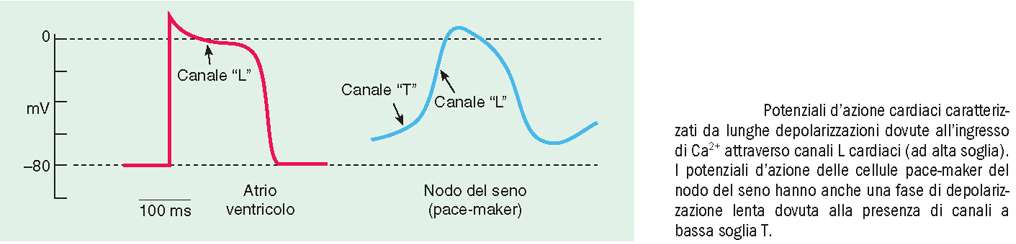 canali del Ca 2+ 10 geni per altrettanti canali attivazione veloce voltaggio-dipendente inattivazione veloce o lenta, controllata