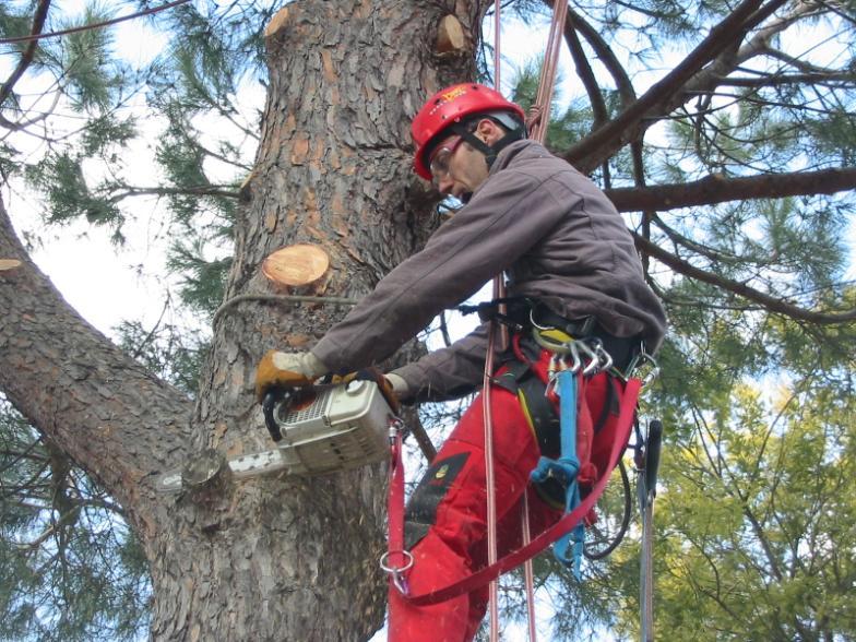 Il Tree-climbing Festa delle