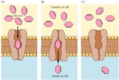 Le proteine giocano ruoli chiave negli organismi viventi Tre esampi di funzioni delle proteine Catalisi: Quasi tutte le reazioni chimiche in una cellula vivente sono catalizzate da enzimi proteici.