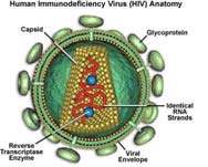 codifica per proteine codifica per diversi tipi di RNA funzionali.