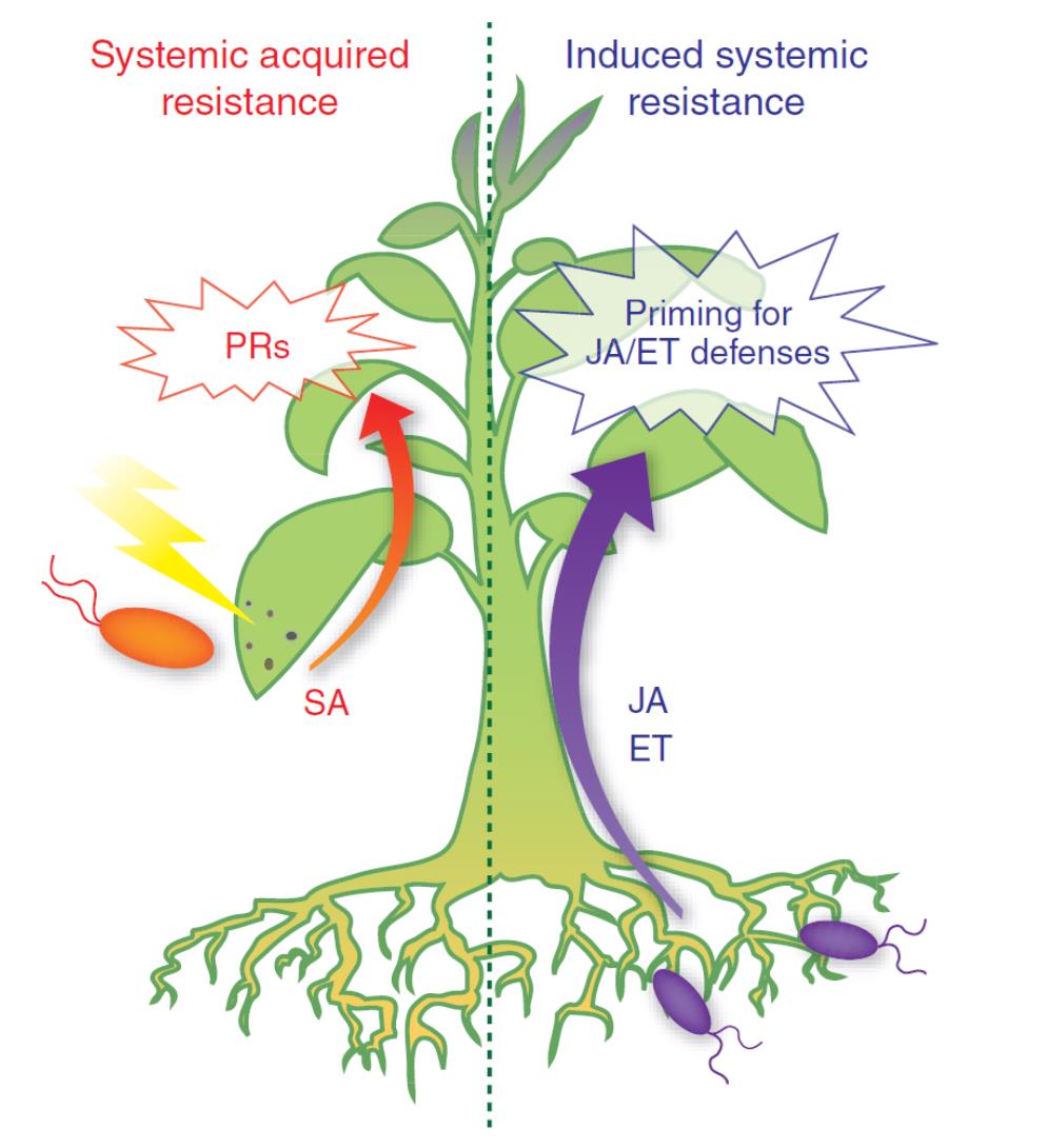 Induzione di resistenza Bacillus e altri microrganismi possono colonizzare stabilmente la radice