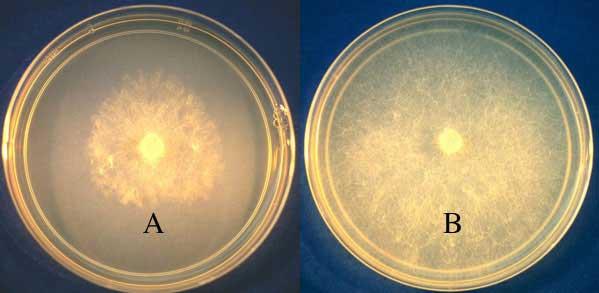 Fosfonato e fosfato: patogeno Pythium aphanidermatum che cresce su un terreno con fosfonato di