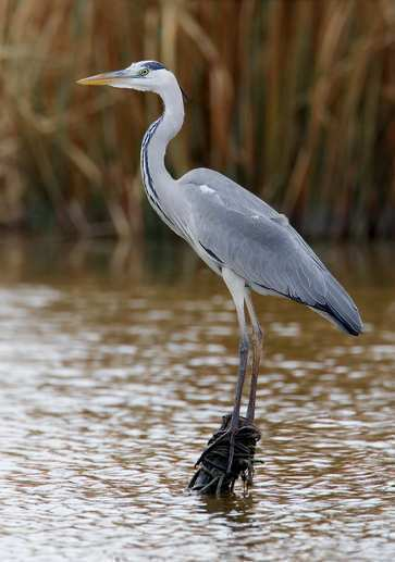 airone cinerino (Ardea