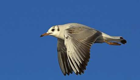 gabbiano comune (Larus