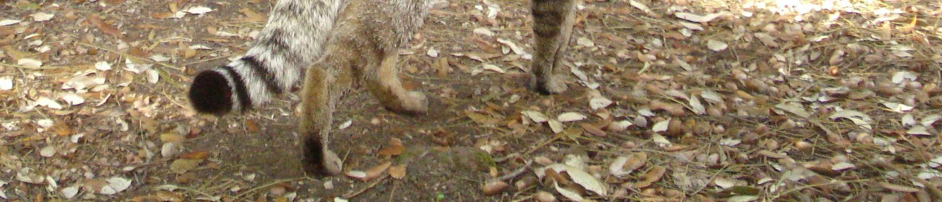 gatto selvatico (Felis sylvestris) Fons: