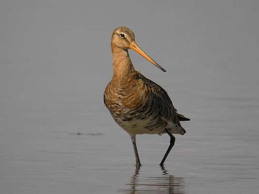 pittima reale (Limosa