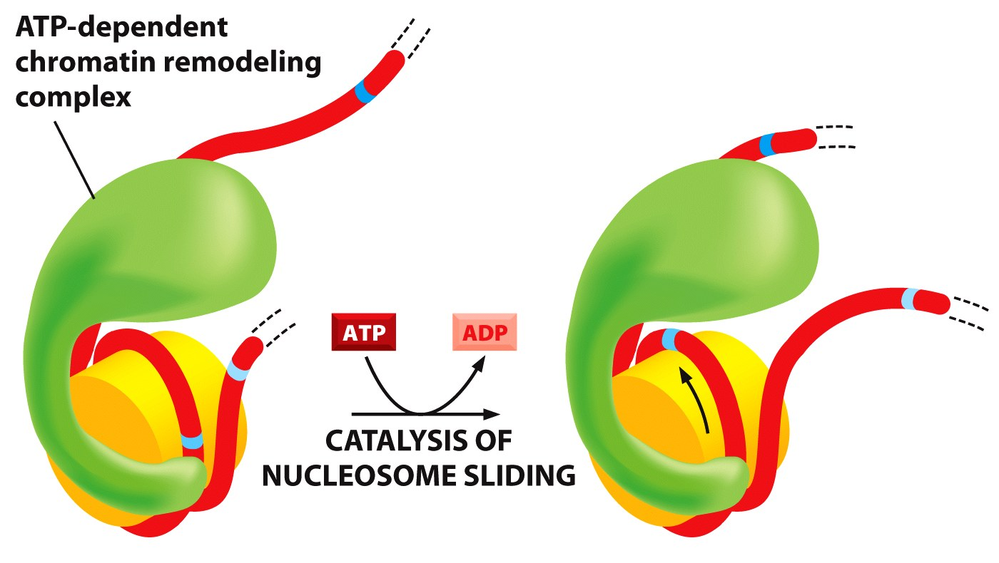 LA STRUTTURA DEI NUCLEOSOMI Eʼ REGOLATA!