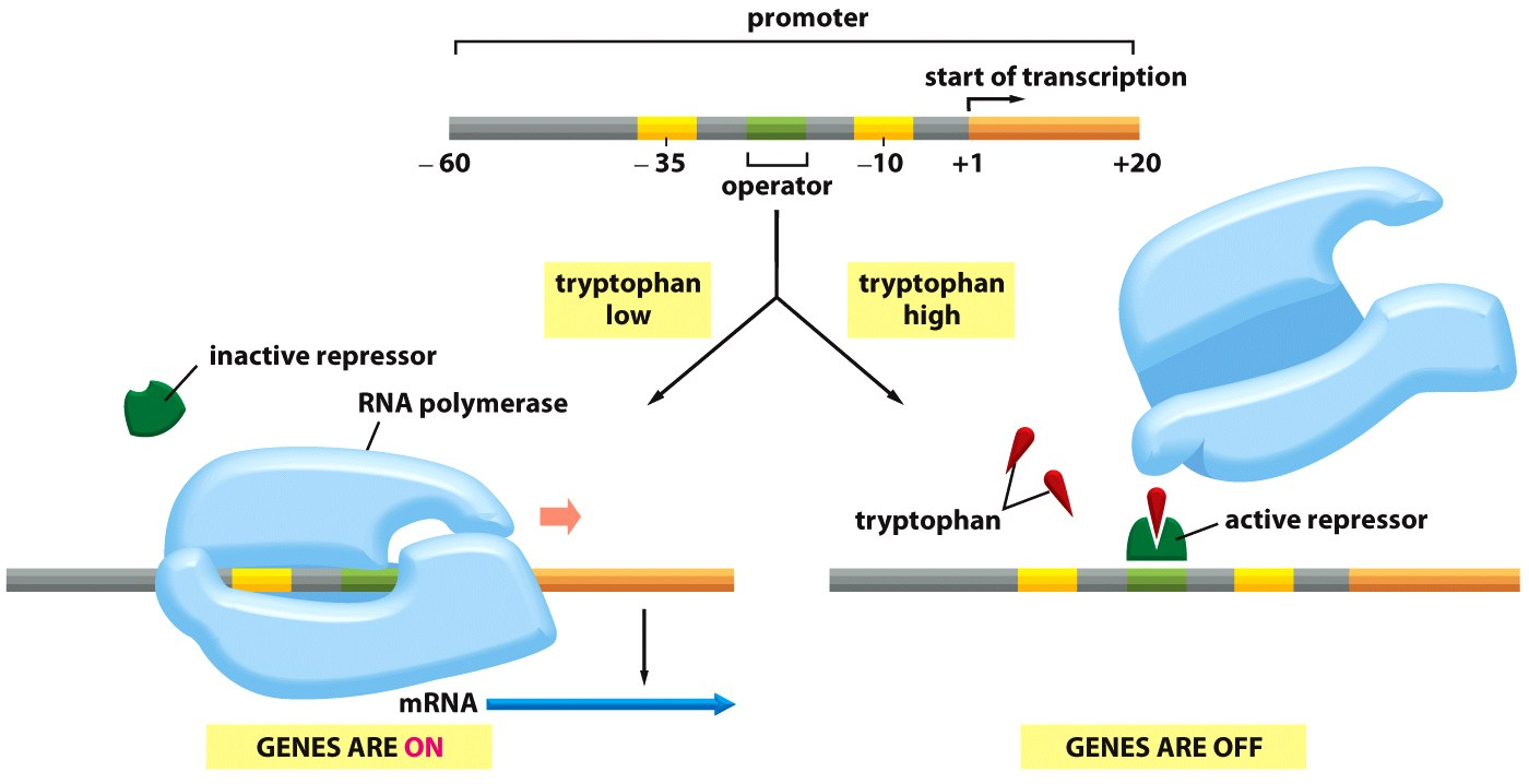 LʼOPERATORE DEL TRIPTOFANO: Il triptofano attiva un repressore trascrizionale che reprime la trascrizione dei geni per la sintesi del triptofano! Proteina allosterica:!