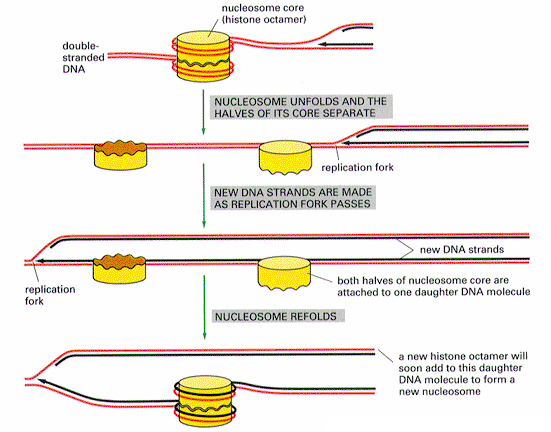 Disassemblaggio e