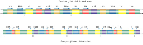 Geni presenti nel genoma degli eucarioti in copie multiple I geni delle