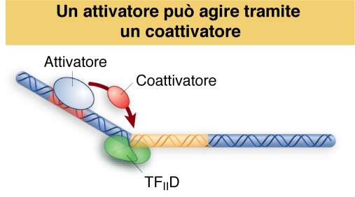 Interazione con la RNApol mediata dal legame con altre proteine Attivazione trascrizionale per