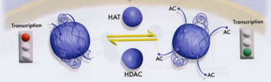 RUOLO DELL ACETILAZIONE ISTONICA HAT HDAC Decondensa la fibra da 30nm Favorisce l accesso dei