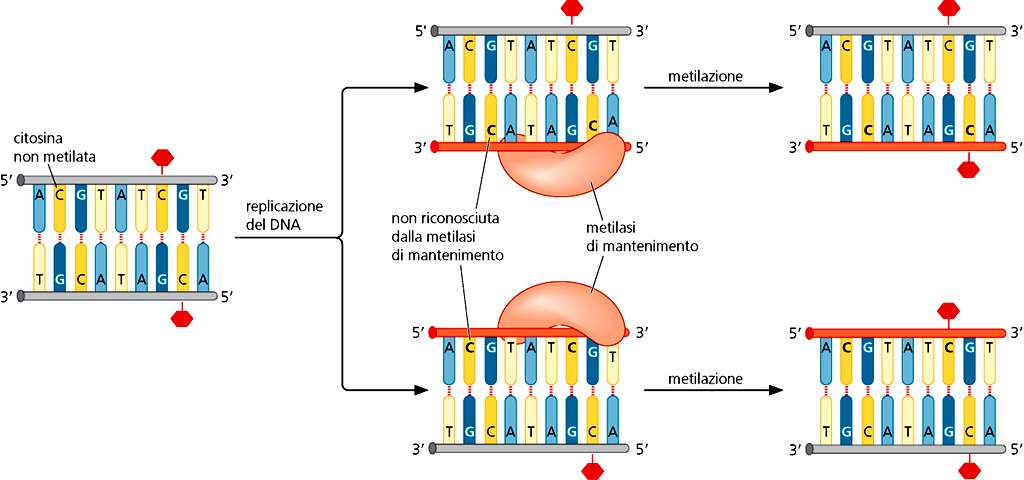 La DNA (5-citosina)-metiltransferasi (DNMT) è responsabile della metilazione alla posizione C5 della citosina presente nelle isole CpG Le DNMT sono costituite da un dominio