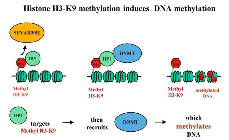 Metilazione e silenziamento La metilazione H3K9 richiama HP1 che si lega attraverso il suo