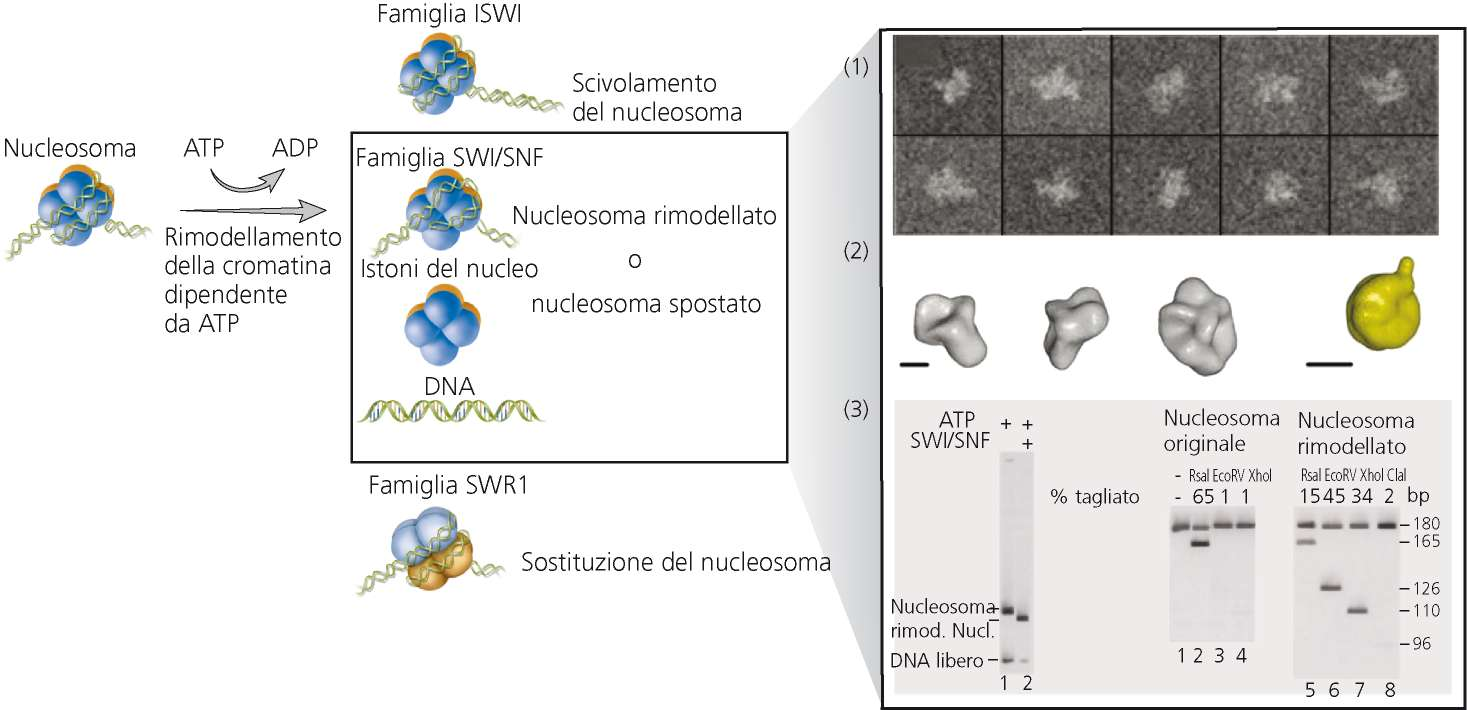 Rimodellamento della cromatina Scivolamento dei nucleosomi: cambiamento della posizione di un nucleosoma sul DNA Nucleosomi rimodellati: il DNA diventa più accessibile ma gli istoni