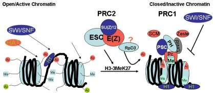 Regolazione della cromatina Targeting del complesso SWI/SNF La metilazione dell istone H3 (H3K27me3) operata dal complesso EZH2 ( writer ) PRC2 porta al silenziamento genico tramite