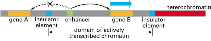Gli elementi isolatori (boundary elements) aiutano a coordinare la regolazione dell espressione genica Gli enhancer