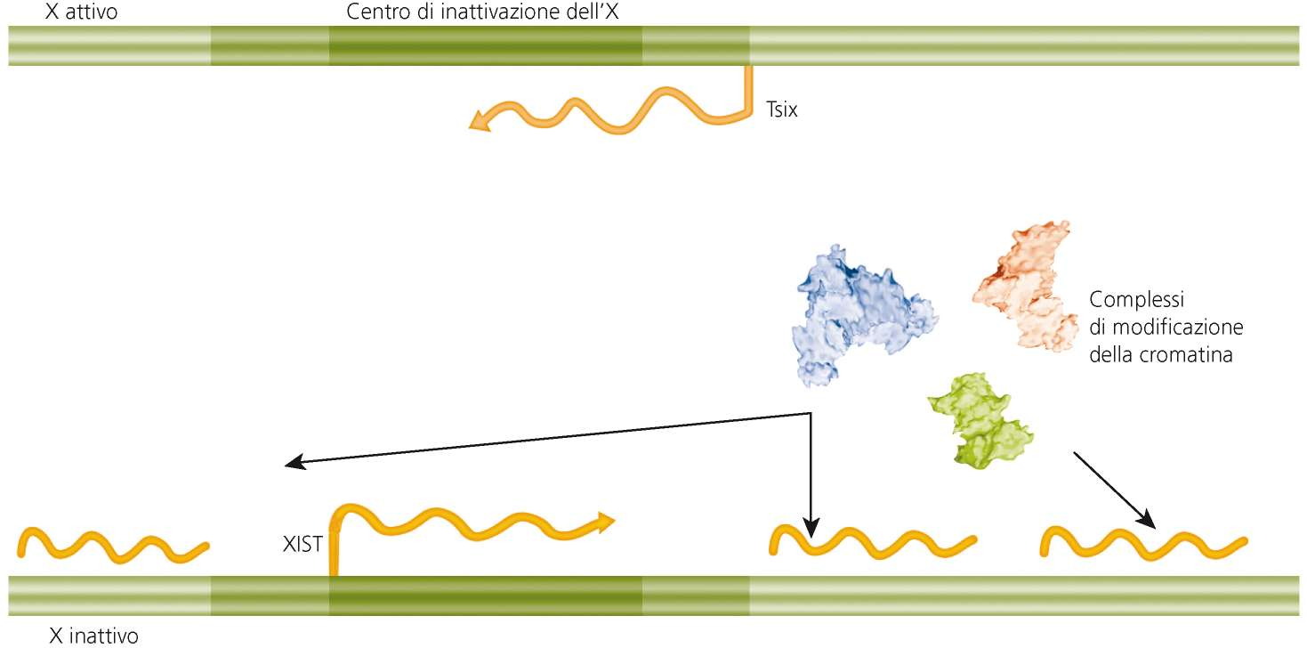 Inattivazione del cromosoma X L antisenso Tsix bilancia XIST fino a che i livelli di XIST non aumentano all inizio del differenziamento portando all inattivazione di uno dei due cromosoma X.