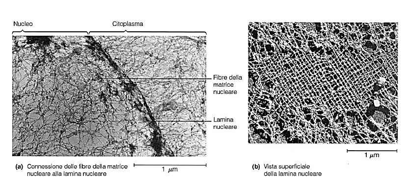 Lamina Nucleare