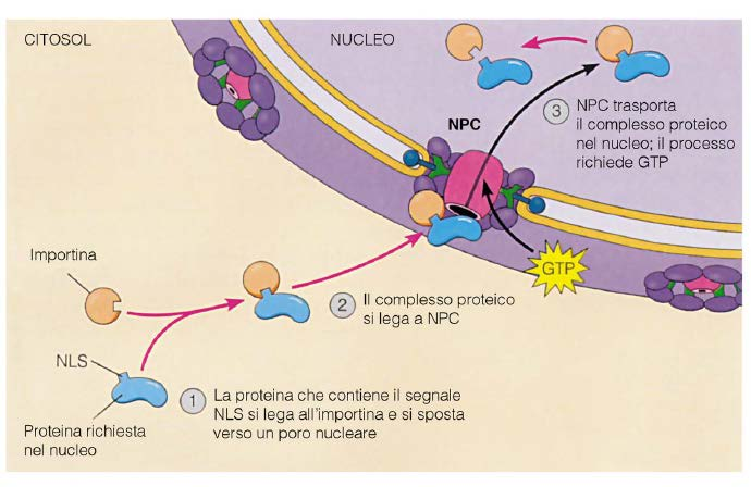 Movimento di proteine dal