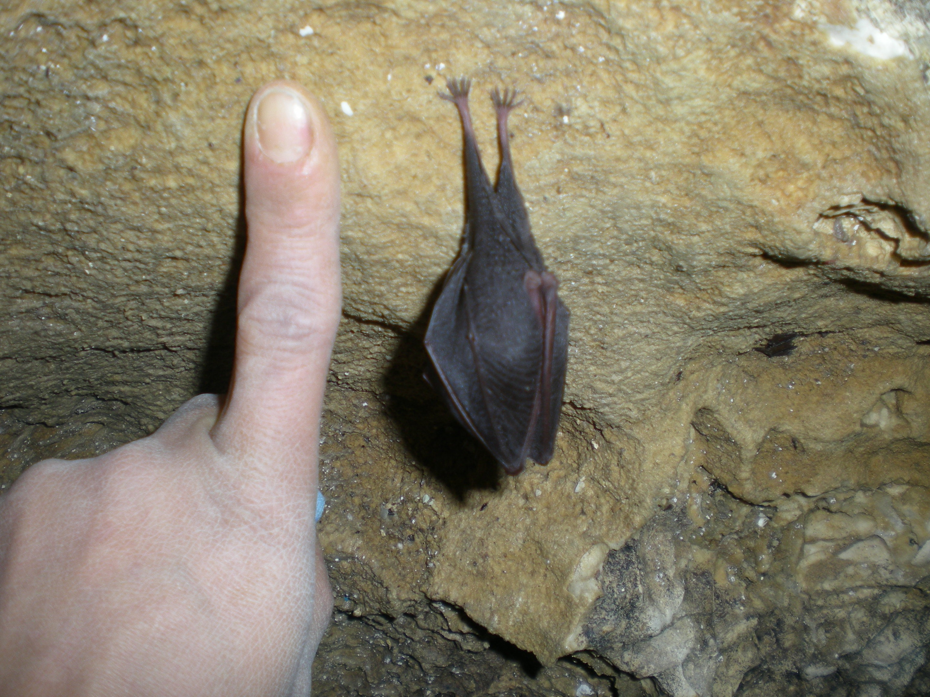 Rhinolophidae Rhinolophus