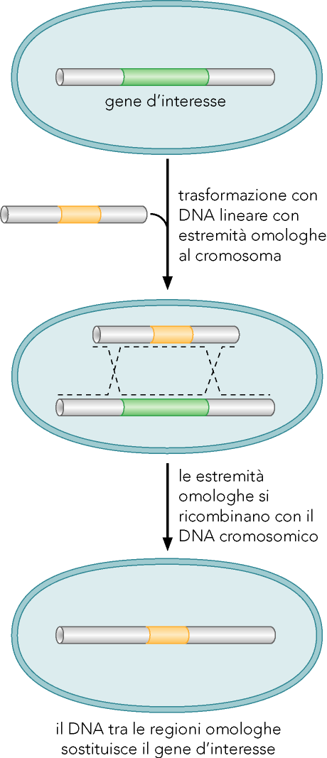 Mutagenesi per ricombinazione omologa Qualsiasi regione del genoma di lievito può essere sostituita da sequenze di interesse, o un gene endogeno può essere sostituito da una sua copia mutagenizzata.