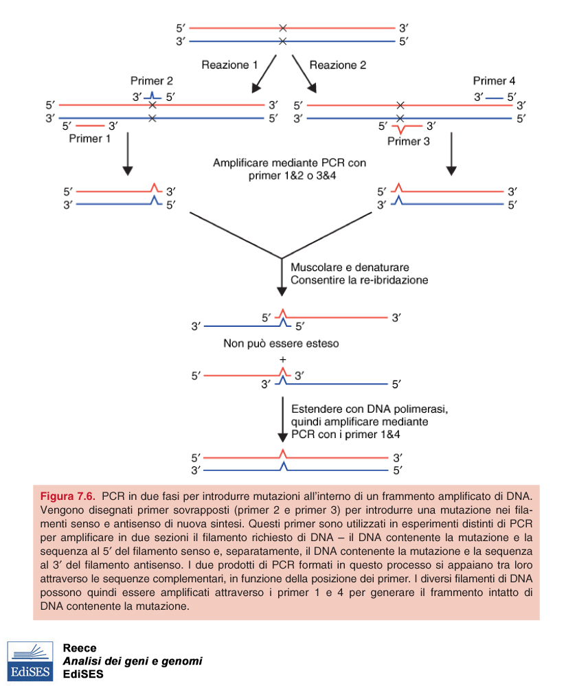 Mutagenesi sito-specifica per PCR all