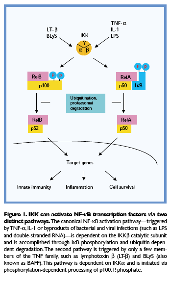 Geni target feedback loop:!ikb!! proliferazione:!myc, Ciclina D1!! anti-apoptosi:!bcl2 family (bloccano BAX), ciap (bloccano caspasi)!! Infiammazione:!! citochine!!!(e.g., IL-1, IL-6, TNF-a, IFN b, GM-CSF)!