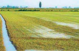 PIANTE INDUSTRIALI(BARBABIETOLA DA ZUCCHERO, SOIA) RISO FRUMENTO MAIS ALBERI DA FRUTTO BARBABIETOLE DA ZUCCHERO SOIA RISAIE = COLTIVAZIONI DI RISO