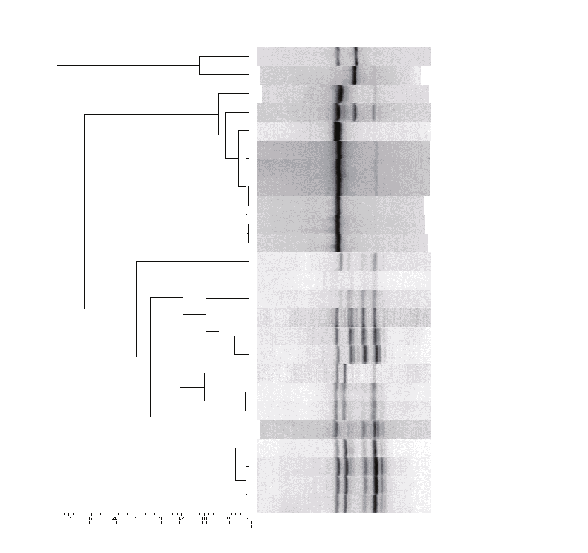 2 1 90% Figura 13 - Cluster analysys dei profili RAPD-PCR di S.