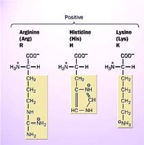 Cromosomi 1 Le cellule impacchettano il loro DNA non solo per proteggerlo, ma ancheper regolare quali geni sono accessibili e quando. Il DNA nucleare non è mai nudo nè separato da proteine.