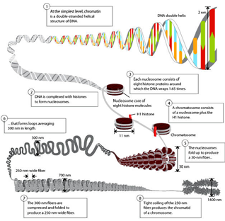 Livelli di organizzazione della cromatina (1) LIVELLI SUPERIORI DI ORGANIZZAZIONE DELLA CROMATINA 1 livello: avvolgimento della molecola di DNA intorno alla particella core del nucleosoma: 10 nm di