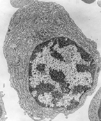 Anse di cromatina: un livello superiore di struttura della cromatina. http://cmgm.stanford.edu/biochem201/slides/chromatin%20structure/03%20loops%20of%20chromosome%20dna.jpg http://www.nature.