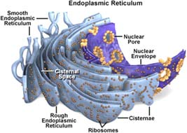 Nelle cellule con funzione ghiandolare, il nucleo è spesso decentrato, in zona basale, dalla parte opposta al polo apicale dove le cellule accumulano e poi secernono il secreto.