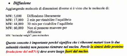 Complesso dei pori nucleari (2) Otto filamenti lunghi circa 100 nm si estendono verso il nucleoplasma; le loro estremità distali sono collegate da un anello terminale, formando una struttura detta