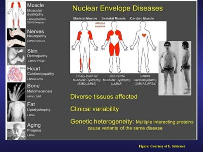 Funzioni della lamina nucleare 1 https://www.researchgate.