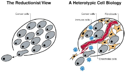 Cell vs. microenvironment D. Hanahan, R.A.