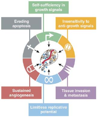 Acquired capabilities of Cancer D. Hanahan, R.A. Weinberg The Hallmarks of Cancer.